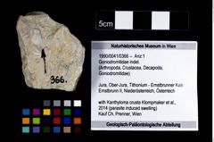 Foto (Objekt + Etikett) von Goniodromitidae indet.  (NHMW-GEO-1990-0041-0366)